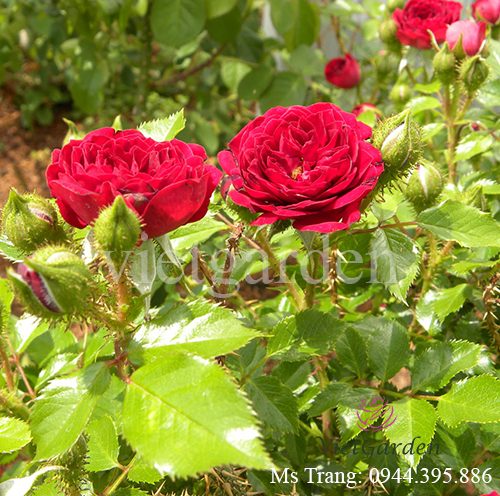 Hình ảnh hoa hồng ngoại Unconditional Love rose