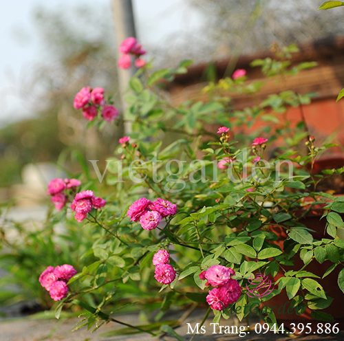 Hình ảnh hoa hồng ngoại Vineyard Song rose