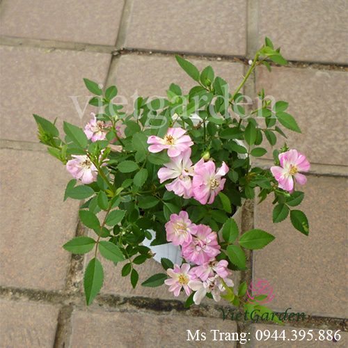 Hình ảnh hoa hồng ngoại Yametsuhime rose