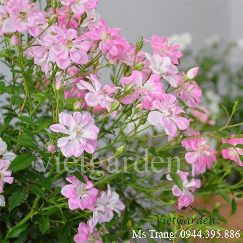 Hình ảnh hoa hồng ngoại Yametsuhime rose