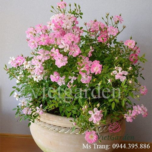 Hình ảnh hoa hồng ngoại Yametsuhime rose