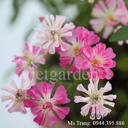 Hình ảnh hoa hồng ngoại Yametsuhime rose