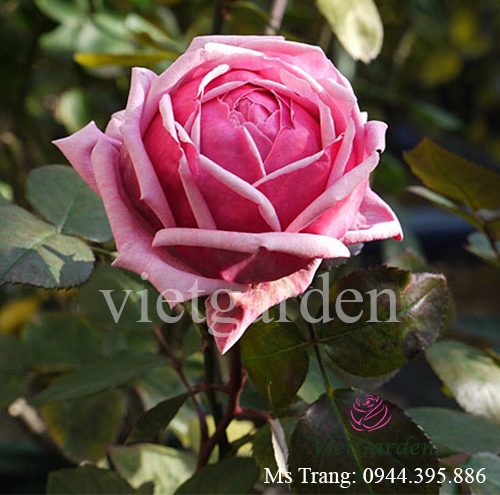 Hình ảnh hoa hồng ngoại Yua rose - Love Knot rose
