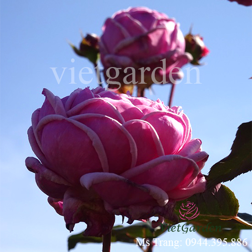 Hình ảnh hoa hồng ngoại Yua rose - Love Knot rose