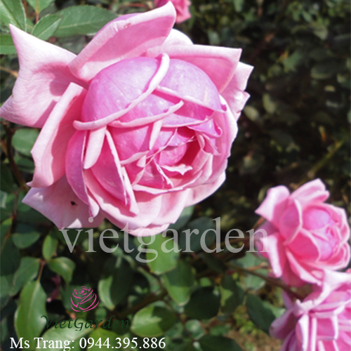 Hình ảnh hoa hồng ngoại Yua rose - Love Knot rose