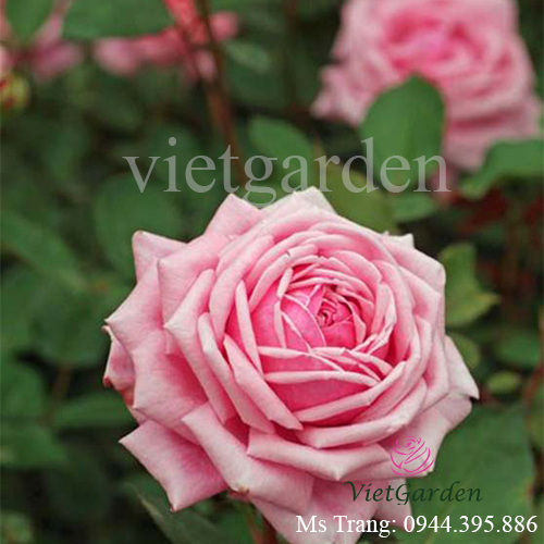 Hình ảnh hoa hồng ngoại Yua rose - Love Knot rose
