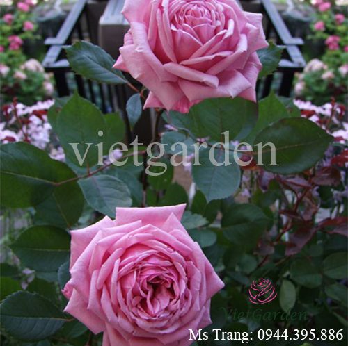 Hình ảnh hoa hồng ngoại Yua rose - Love Knot rose