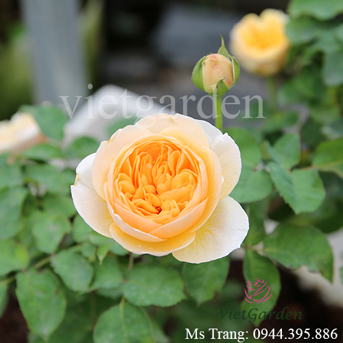 Hình ảnh hoa hồng triệu đô Juliet rose