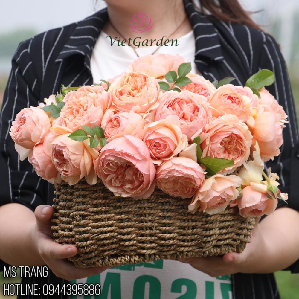 Hoa hồng ngoại Masora rose – Hoa hồng Nhật vàng mơ đẹp nhất - Vườn ...