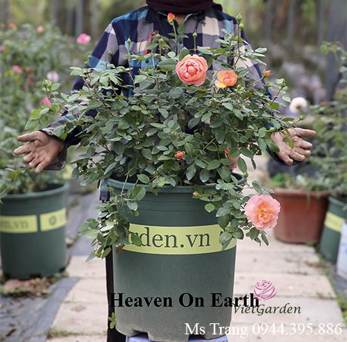 Cây đẹp khi sử dụng đỗ tương ngâm