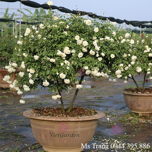 Cây đẹp khi sử dụng đỗ tương ngâm