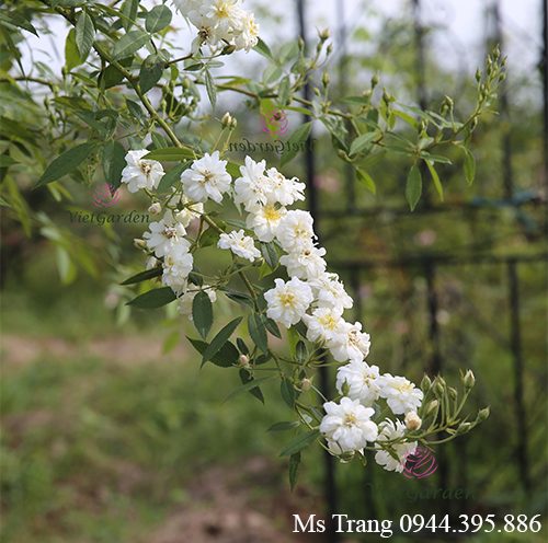 Cây đẹp khi sử dụng đỗ tương ngâm