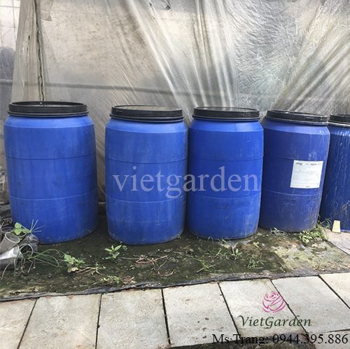 Thùng phi ngâm đỗ tương cho hoa hồng