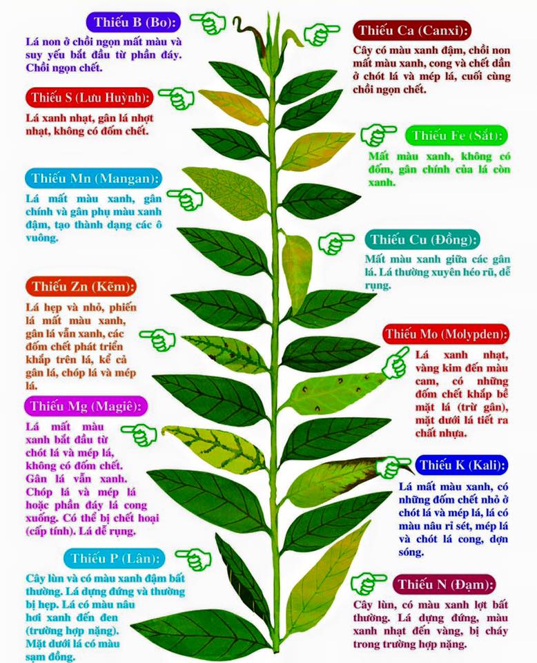 Phân bón trung vi lượng cho hoa hồng