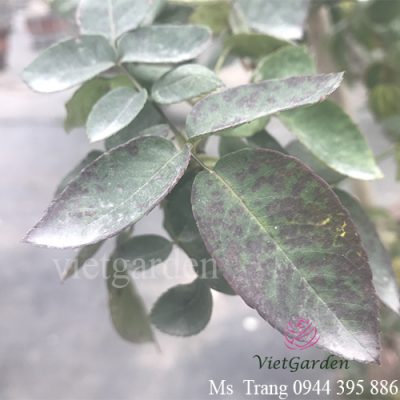 Bệnh sương mai ở hoa hồng