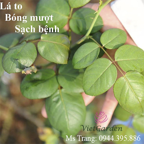 Cách Nhận Biết Và Phòng Trị Bệnh Trĩ Trên Hoa Hồng