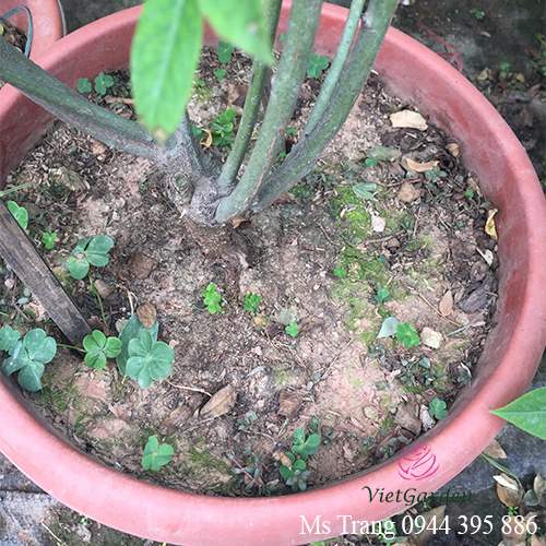 Cây bị chai, chặt đất