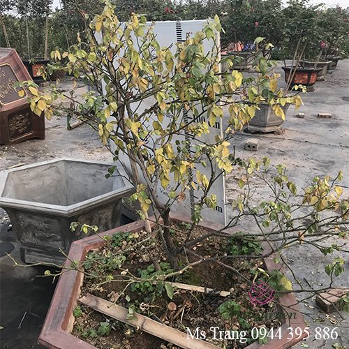 Cây bị úng chết