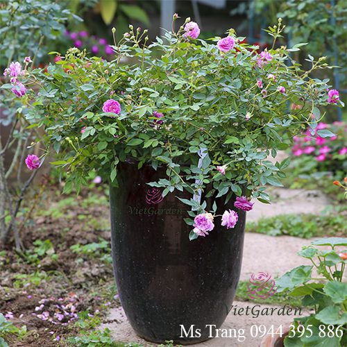 Cây đẹp khi sử dụng phân bò