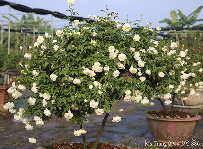 Cây đẹp khi sử dụng phân bò