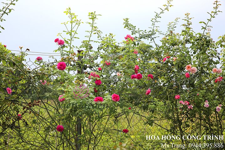 Cây đẹp khi sử dụng phân dê