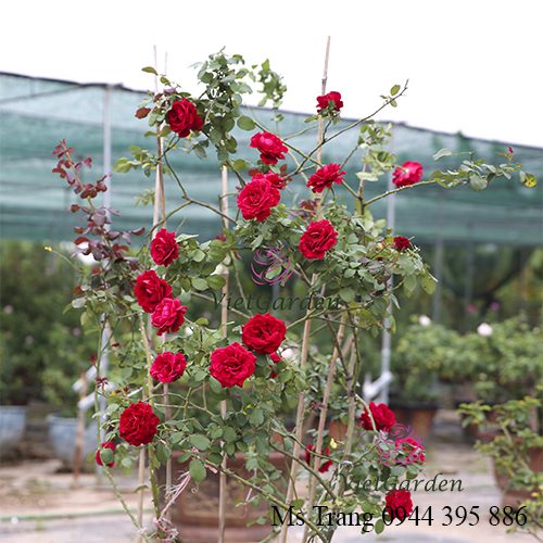 Cây đẹp khi sử dụng phân bò