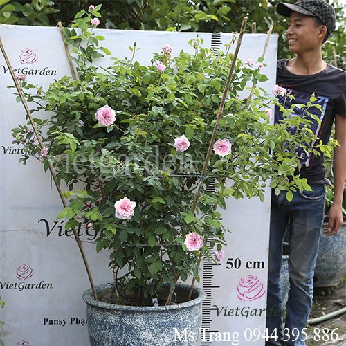 Kỹ thuật thay đất và thay chậu