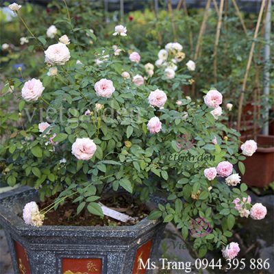 Kỹ thuật thay đất và thay chậu