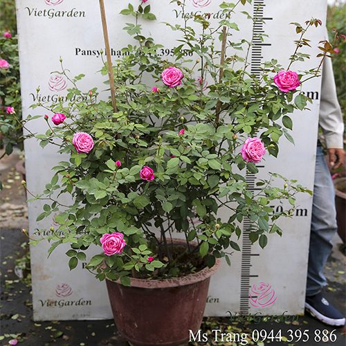 Nguyên Tắc Khi Bón Phân Cho Hoa Hồng