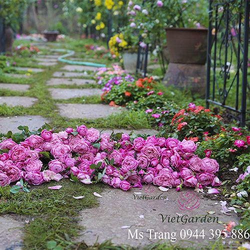 Nguyên Tắc Khi Bón Phân Cho Hoa Hồng