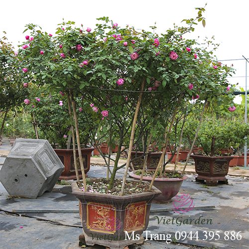 Nguyên Tắc Khi Bón Phân Cho Hoa Hồng