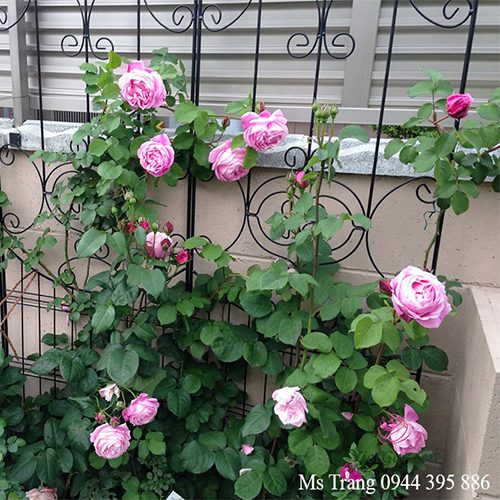 Nguyên Tắc Khi Bón Phân Cho Hoa Hồng