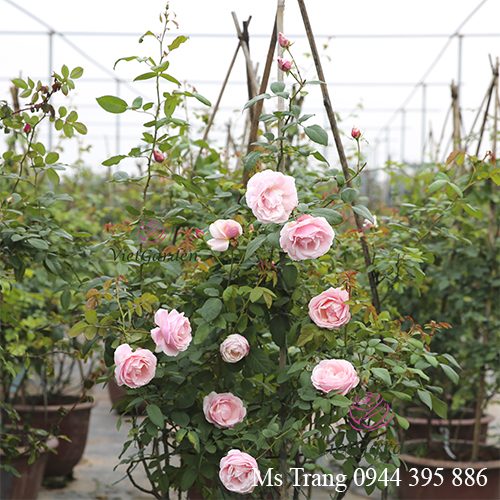 Nguyên Tắc Khi Bón Phân Cho Hoa Hồng