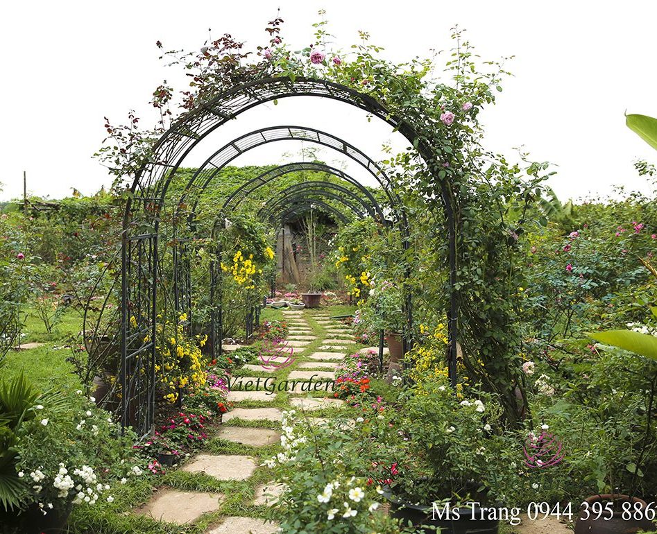 Nguyên Tắc Khi Bón Phân Cho Hoa Hồng