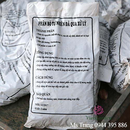 Phân bò cho hoa hồng