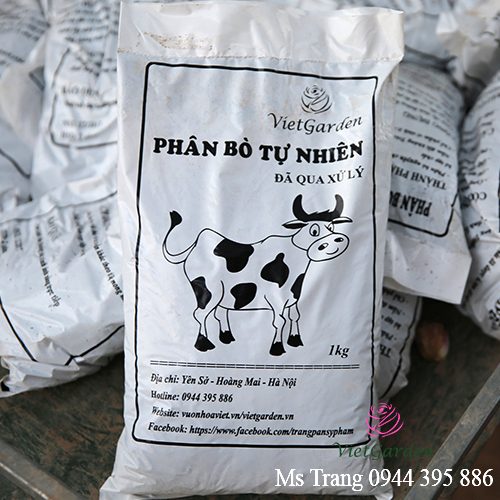 Bón phân bò cho hoa hồng và cái kết đầy bất ngờ
