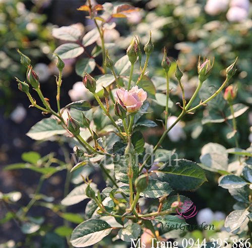 bón phân cá cho hoa hồng