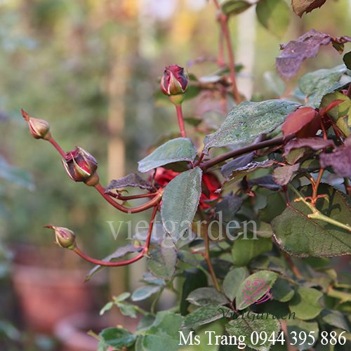 Phân bón trung vi lượng cho hoa hồng