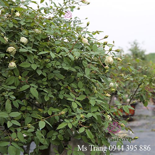 Phân bón trung vi lượng cho hoa hồng