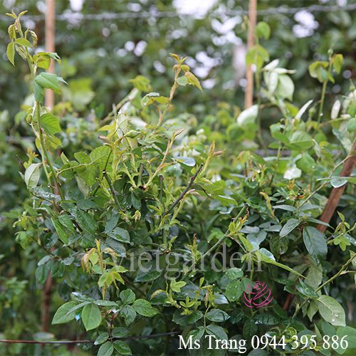 Quy trình vàng bón phân cho hoa hồng