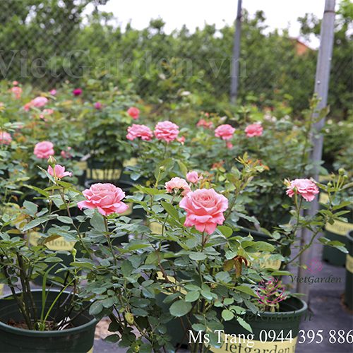 Phân Trung, Vi lượng - Bí quyết vàng trong bón phân cho hoa hồng