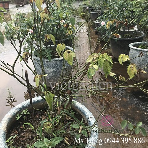 Phân bón trung vi lượng cho hoa hồng