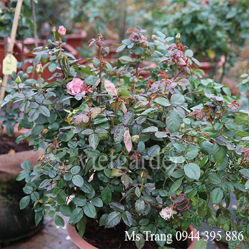 Quy trình vàng bón phân cho hoa hồng