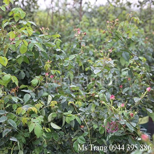 Quy trình vàng bón phân cho hoa hồng