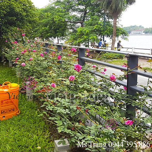 Quy trình vàng bón phân cho hoa hồng