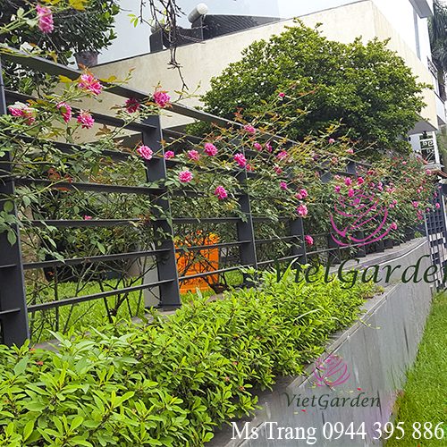 Quy trình vàng bón phân cho hoa hồng