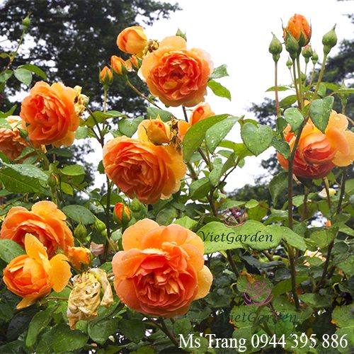 Quy trình vàng bón phân cho hoa hồng