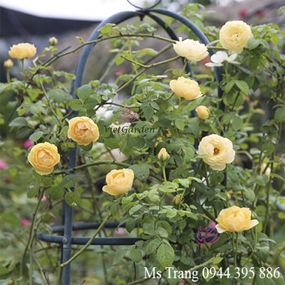 Bón phân hữu cơ cho cây hoa hồng