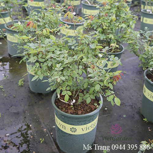 Rễ trần mới bật mầm lần 1