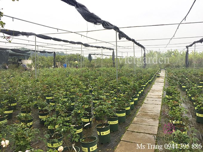 Tưới nước cho hoa hồng